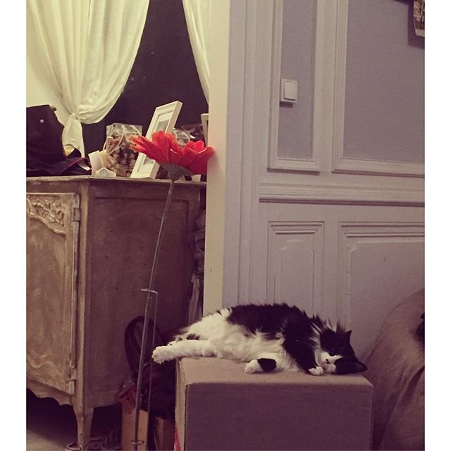vie de panda 🐼🐱 #nonette #hardlife #instacat #chat #catinstagram #bordeaux #bordeauxmaville #catoftheday #catlover